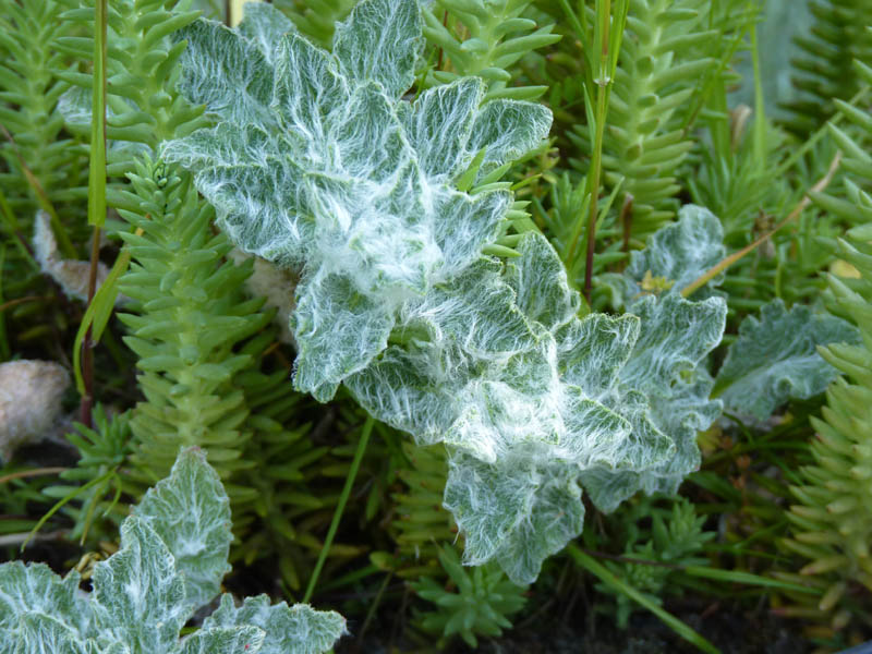 Hieracium eriophorum photo